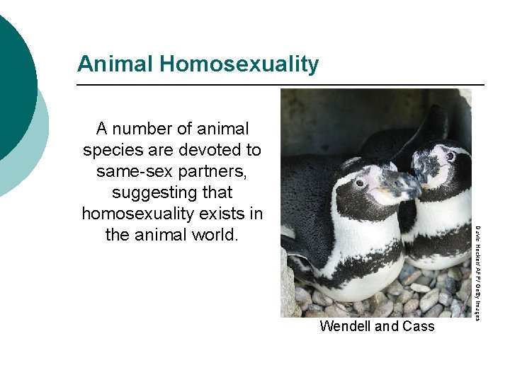 Animal Homosexuality Wendell and Cass David Hecker/ AFP/ Getty Images A number of animal