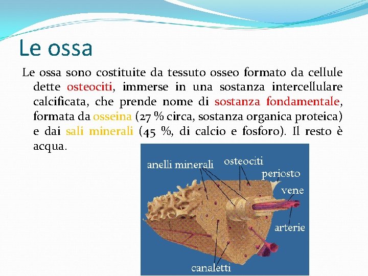 Le ossa sono costituite da tessuto osseo formato da cellule dette osteociti, immerse in