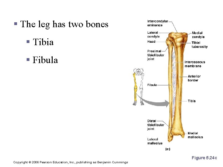 Bones of the Lower Limbs § The leg has two bones § Tibia §