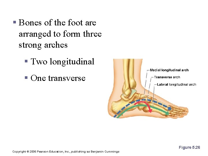 Arches of the Foot § Bones of the foot are arranged to form three
