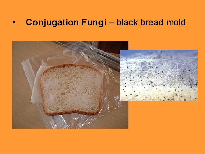  • Conjugation Fungi – black bread mold 