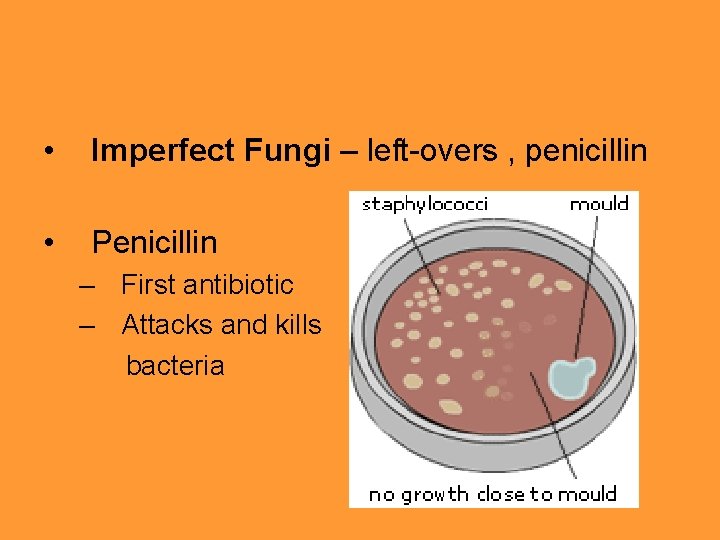  • Imperfect Fungi – left-overs , penicillin • Penicillin – First antibiotic –