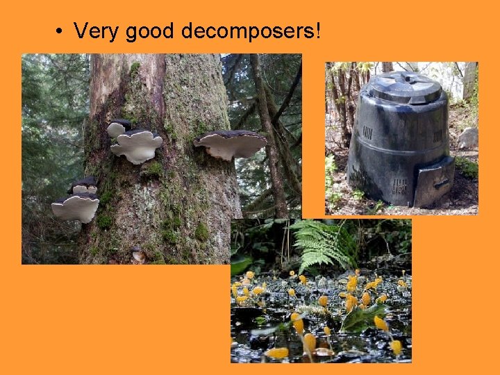  • Very good decomposers! 