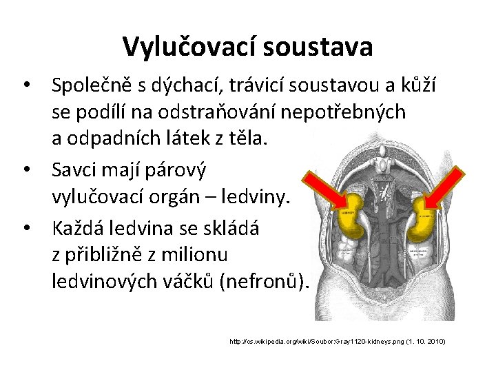 Vylučovací soustava • Společně s dýchací, trávicí soustavou a kůží se podílí na odstraňování