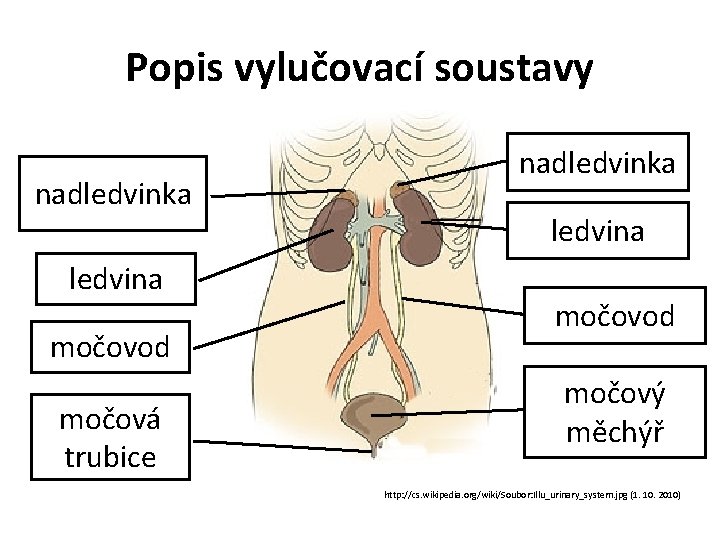 Popis vylučovací soustavy nadledvinka ledvina močovod močová trubice nadledvinka ledvina močovod močový měchýř http: