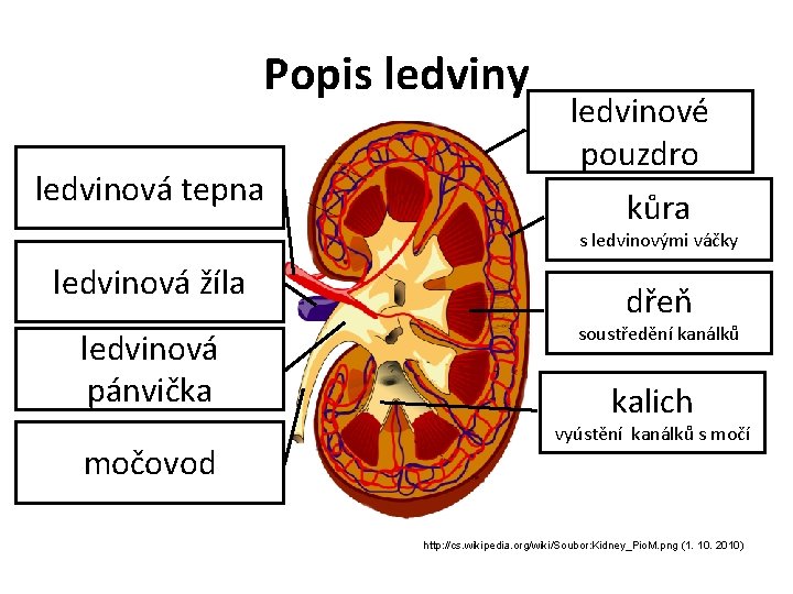 Popis ledviny ledvinová tepna ledvinové pouzdro kůra s ledvinovými váčky ledvinová žíla ledvinová pánvička