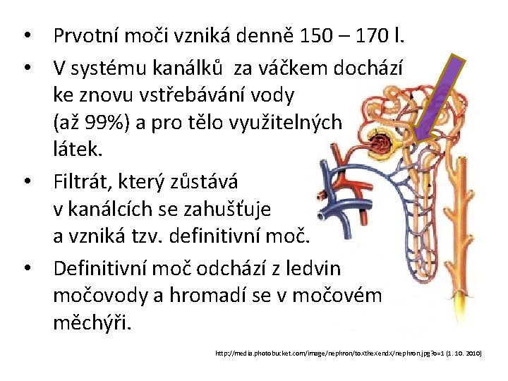  • Prvotní moči vzniká denně 150 – 170 l. • V systému kanálků