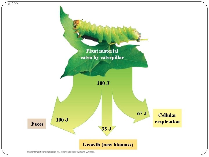 Fig. 55 -9 Plant material eaten by caterpillar 200 J 67 J Feces 100