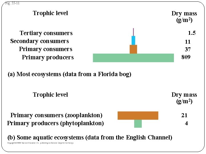 Fig. 55 -11 Trophic level Dry mass (g/m 2) Tertiary consumers Secondary consumers Primary