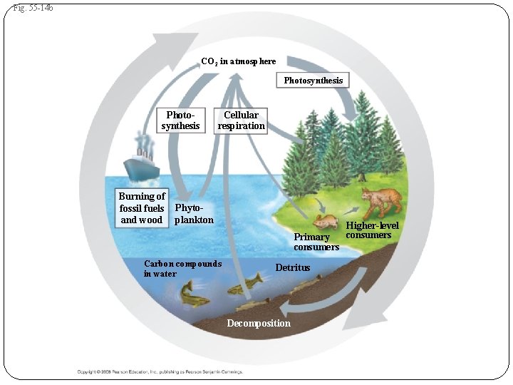 Fig. 55 -14 b CO 2 in atmosphere Photosynthesis Burning of fossil fuels and