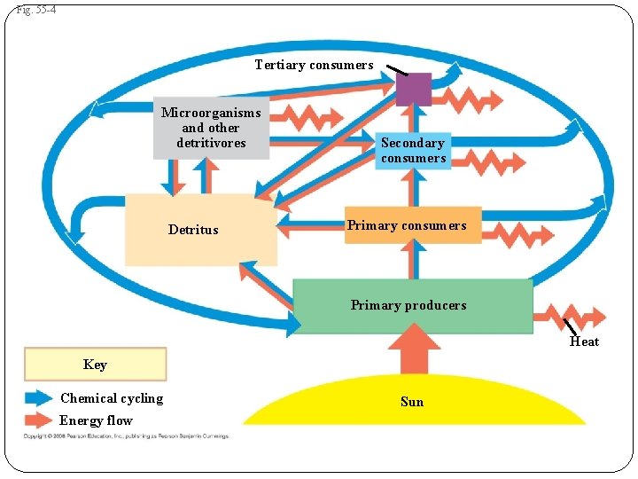 Fig. 55 -4 Tertiary consumers Microorganisms and other detritivores Detritus Secondary consumers Primary producers