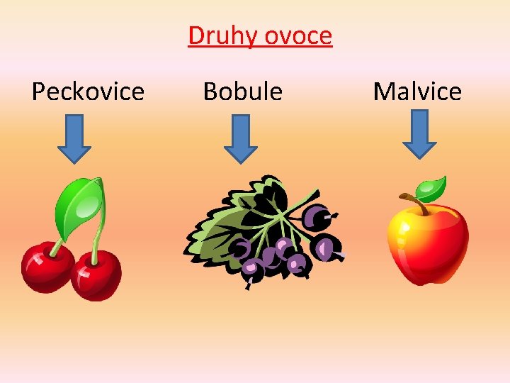 Druhy ovoce Peckovice Bobule Malvice 