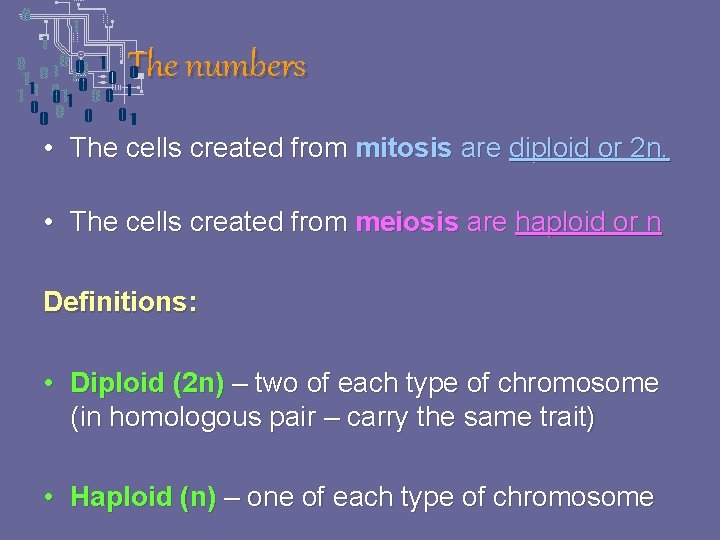 The numbers • The cells created from mitosis are diploid or 2 n. •
