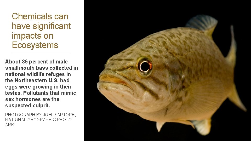 Chemicals can have significant impacts on Ecosystems About 85 percent of male smallmouth bass