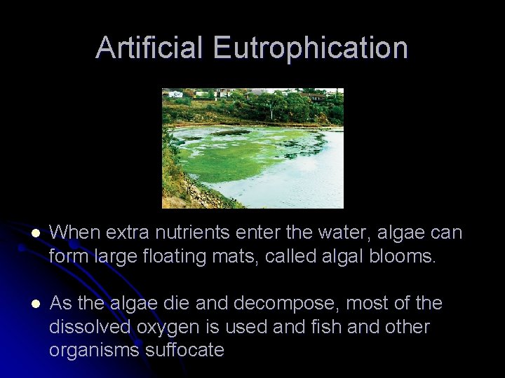Artificial Eutrophication l When extra nutrients enter the water, algae can form large floating