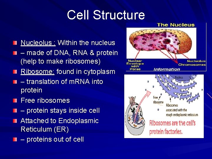 Cell Structure Nucleolus : Within the nucleus – made of DNA, RNA & protein