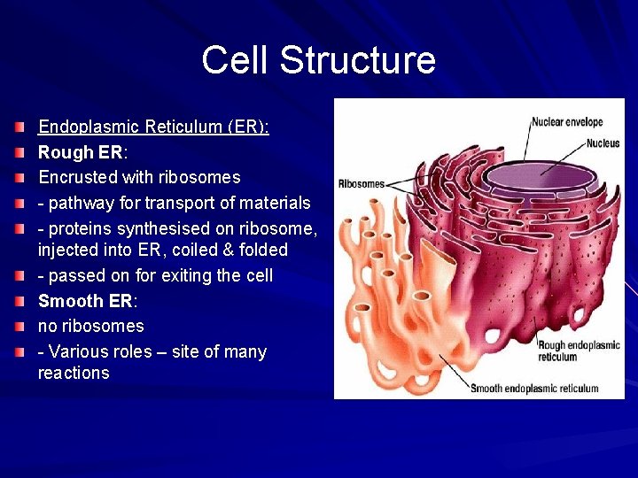 Cell Structure Endoplasmic Reticulum (ER): Rough ER: Encrusted with ribosomes - pathway for transport