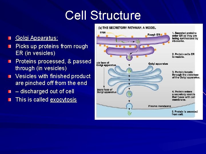 Cell Structure Golgi Apparatus: Picks up proteins from rough ER (in vesicles) Proteins processed,