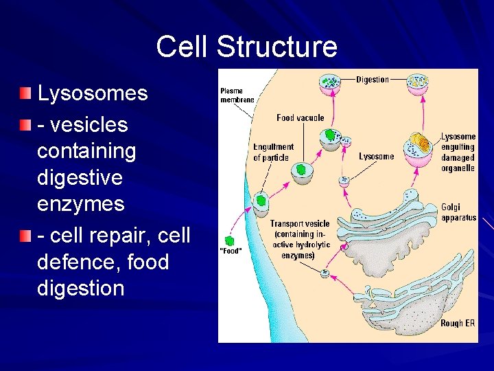 Cell Structure Lysosomes - vesicles containing digestive enzymes - cell repair, cell defence, food