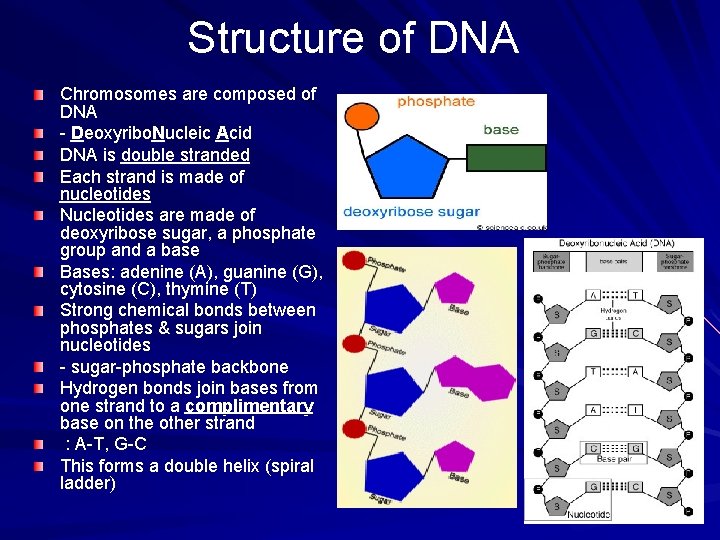 Structure of DNA Chromosomes are composed of DNA - Deoxyribo. Nucleic Acid DNA is