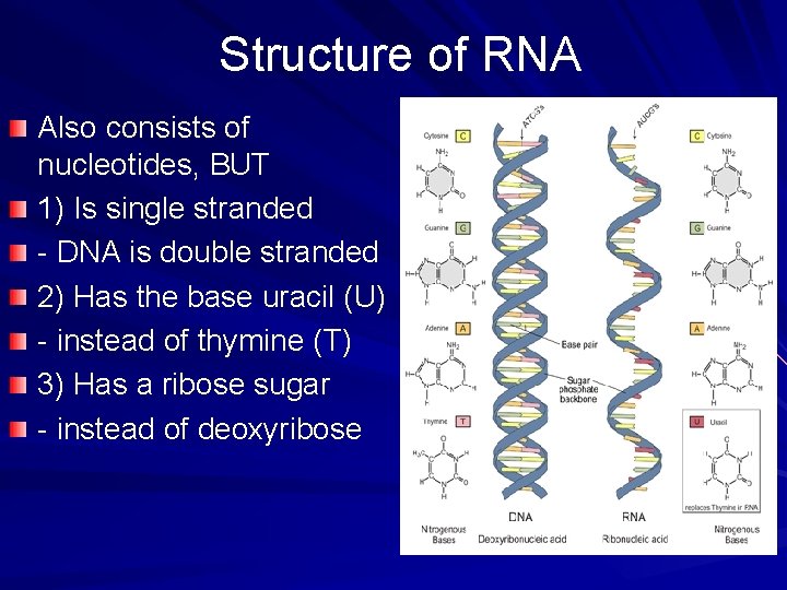 Structure of RNA Also consists of nucleotides, BUT 1) Is single stranded - DNA