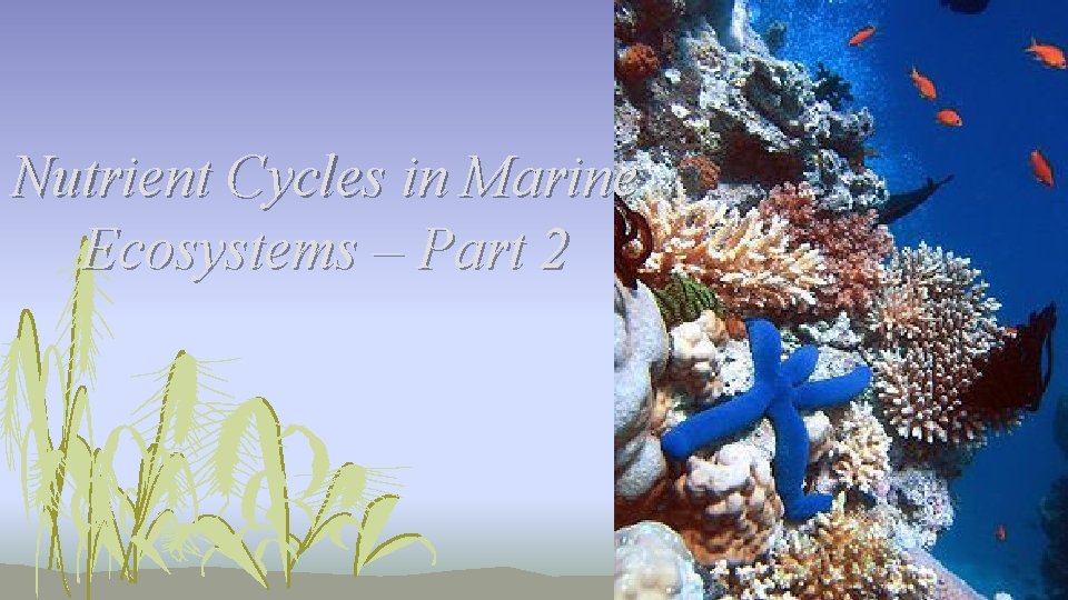 Nutrient Cycles in Marine Ecosystems – Part 2 