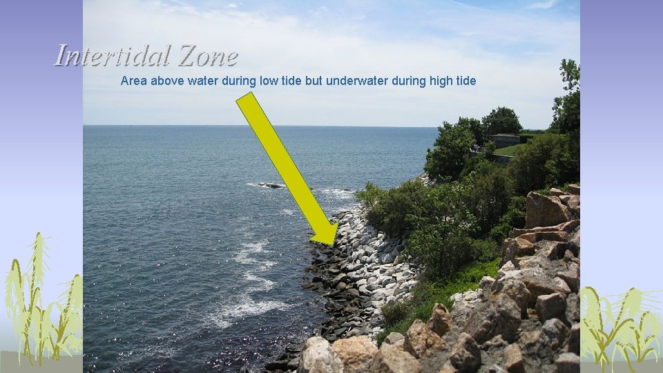 Intertidal Zone Area above water during low tide but underwater during high tide 