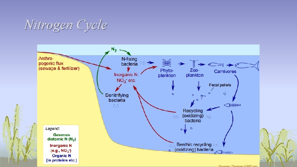 Nitrogen Cycle 