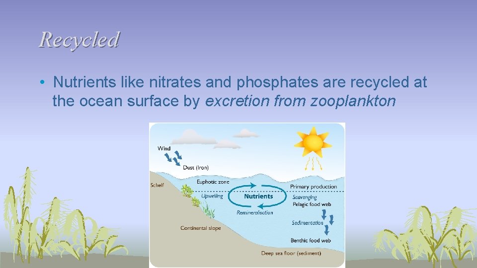 Recycled • Nutrients like nitrates and phosphates are recycled at the ocean surface by