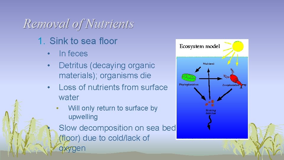 Removal of Nutrients 1. Sink to sea floor • • In feces Detritus (decaying