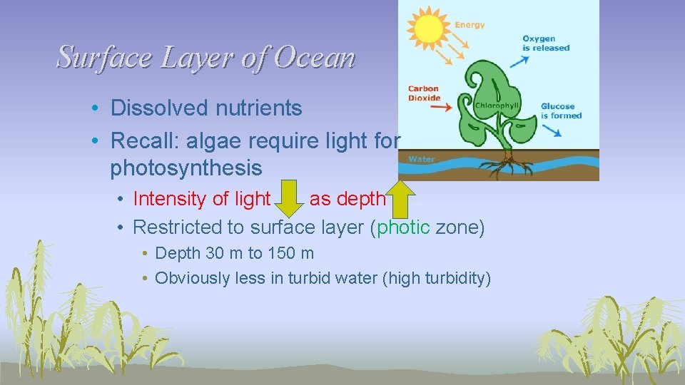 Surface Layer of Ocean • Dissolved nutrients • Recall: algae require light for photosynthesis