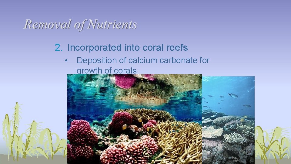 Removal of Nutrients 2. Incorporated into coral reefs • Deposition of calcium carbonate for