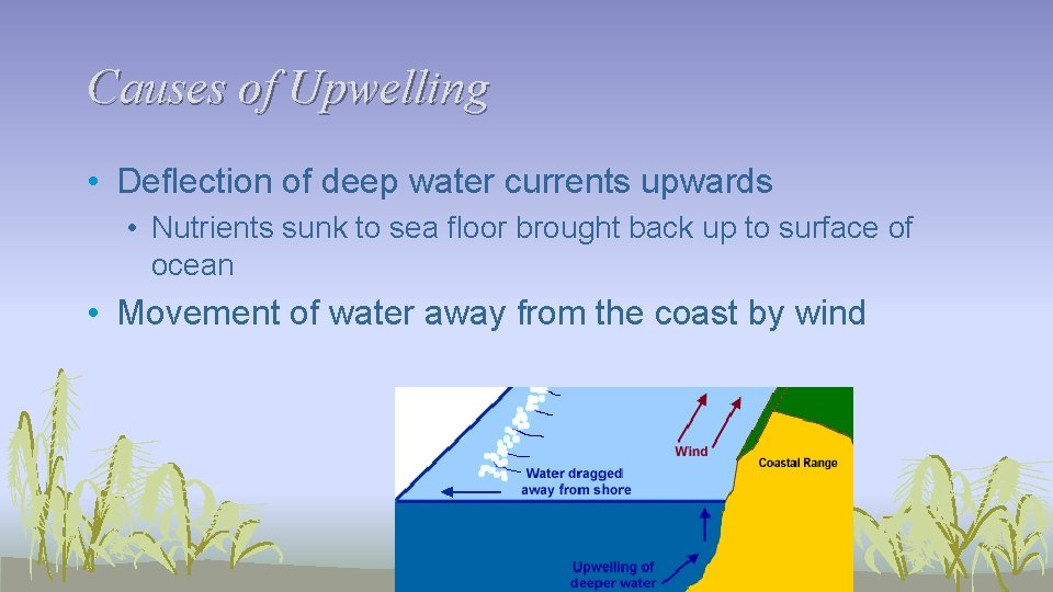 Causes of Upwelling • Deflection of deep water currents upwards • Nutrients sunk to