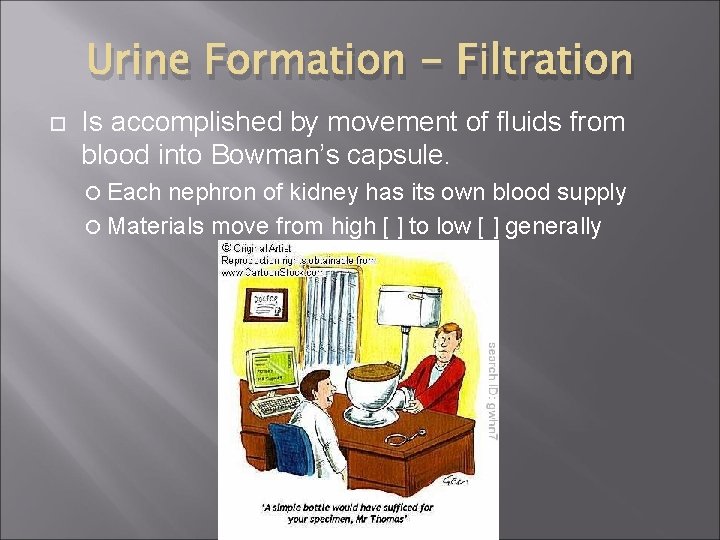 Urine Formation - Filtration Is accomplished by movement of fluids from blood into Bowman’s