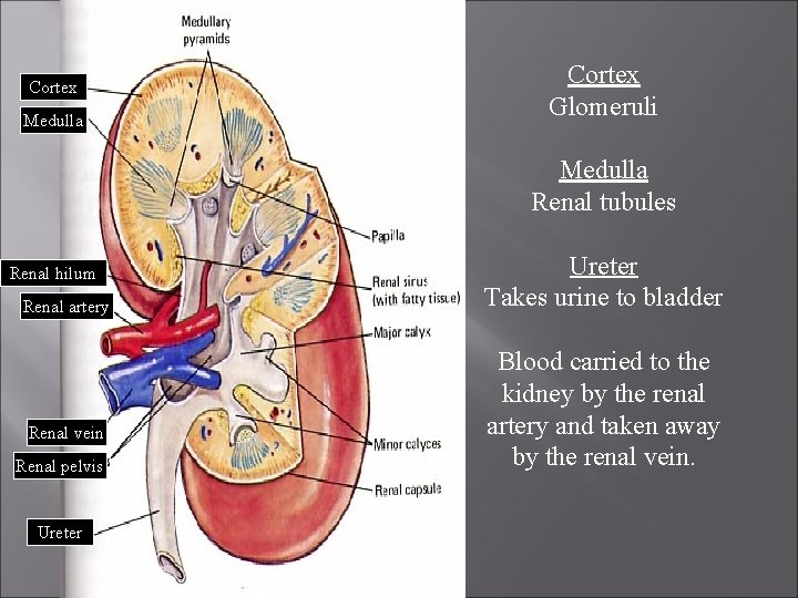 Cortex Medulla Cortex Glomeruli Medulla Renal tubules Renal hilum Renal artery Renal vein Renal