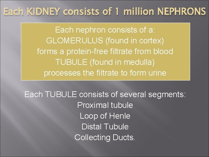 Each KIDNEY consists of 1 million NEPHRONS Each nephron consists of a: GLOMERULUS (found