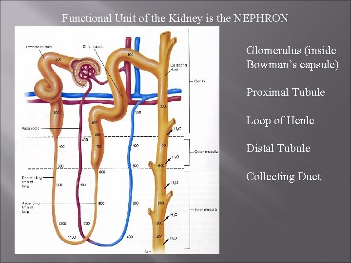 Functional Unit of the Kidney is the NEPHRON Glomerulus (inside Bowman’s capsule) Proximal Tubule