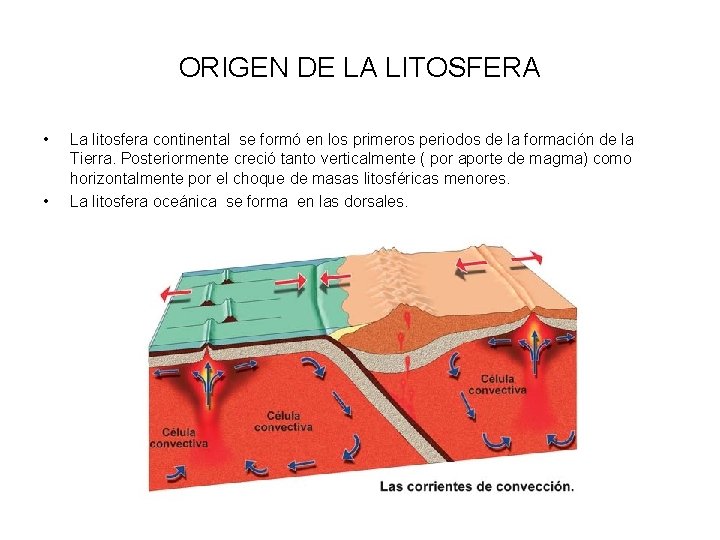 ORIGEN DE LA LITOSFERA • • La litosfera continental se formó en los primeros