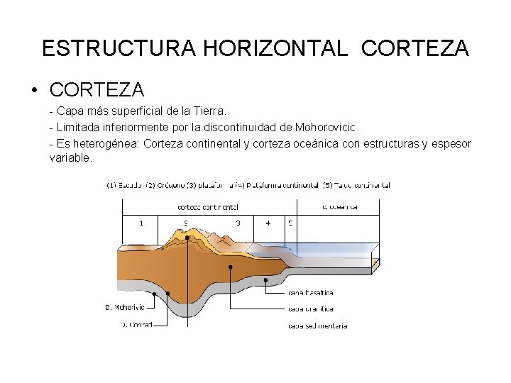ESTRUCTURA HORIZONTAL CORTEZA • CORTEZA - Capa más superficial de la Tierra. - Limitada