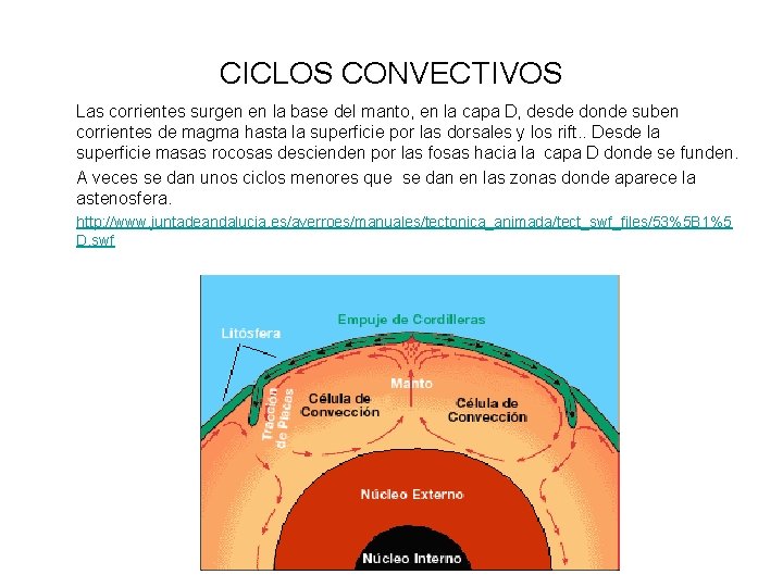 CICLOS CONVECTIVOS Las corrientes surgen en la base del manto, en la capa D,