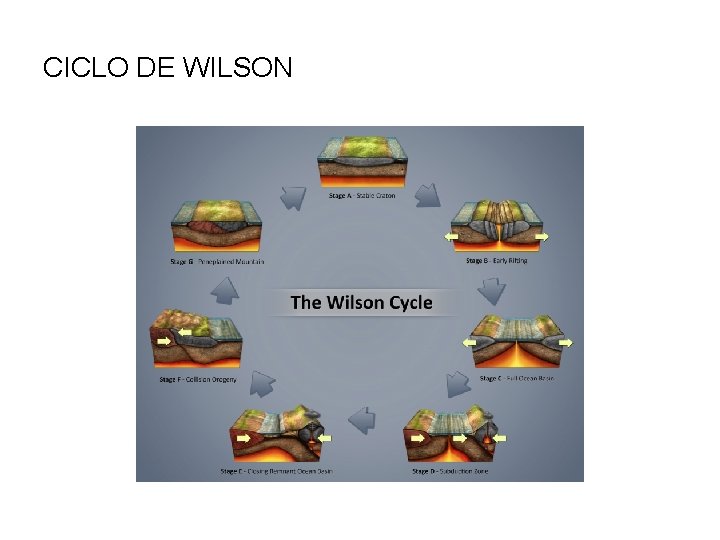CICLO DE WILSON 
