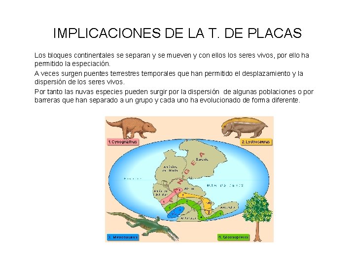 IMPLICACIONES DE LA T. DE PLACAS Los bloques continentales se separan y se mueven