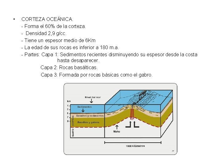  • CORTEZA OCEÁNICA. - Forma el 60% de la corteza. - Densidad 2,