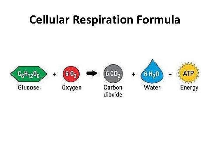 Cellular Respiration Formula 