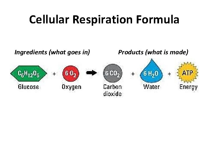 Cellular Respiration Formula Ingredients (what goes in) Products (what is made) 