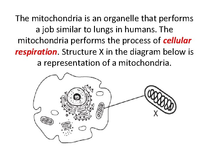 The mitochondria is an organelle that performs a job similar to lungs in humans.