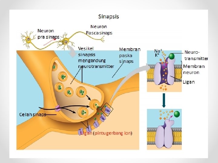 Mekanisme Penghantaran Impuls saraf Dona Suzana Penghantaran Impuls