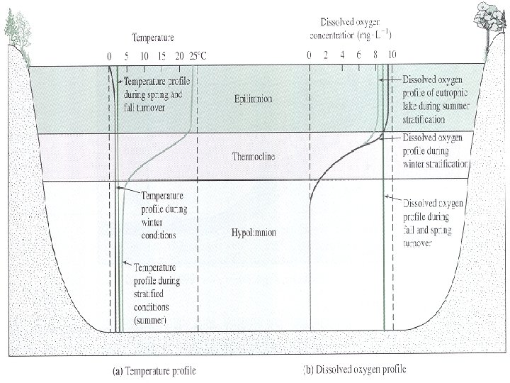 Temperature and Oxygen 