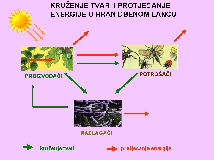 KRUŽENJE TVARI I PROTJECANJE ENERGIJE U HRANIDBENOM LANCU POTROŠAČI PROIZVOĐAČI RAZLAGAČI kruženje tvari protjecanje