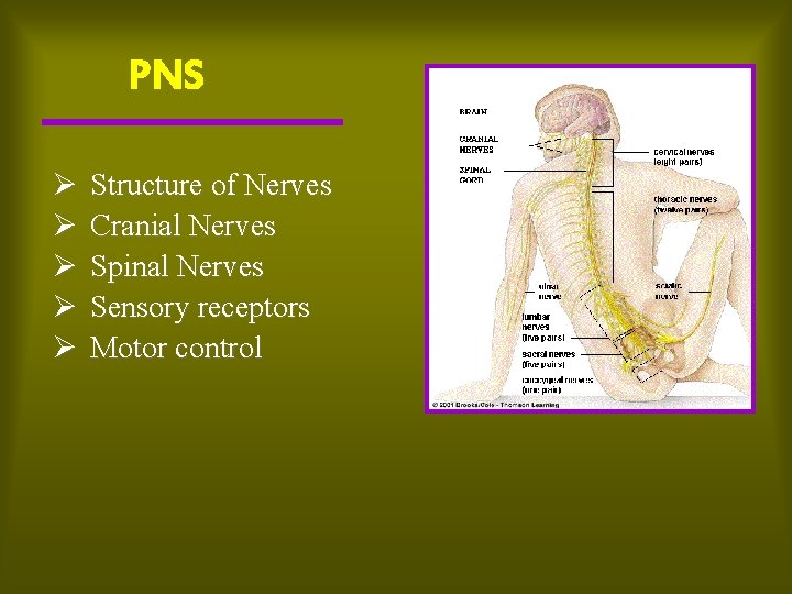 PNS Ø Ø Ø Structure of Nerves Cranial Nerves Spinal Nerves Sensory receptors Motor
